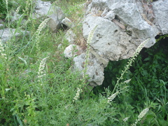 Reseda alba