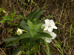 Escobedia grandiflora