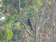 Eudynamys scolopaceus