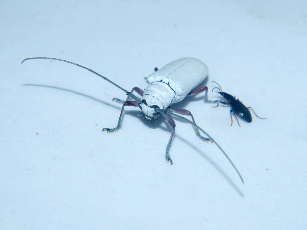 Prosopocera cretacea