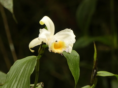 Sobralia ecuadorana
