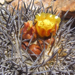 Copiapoa megarhiza
