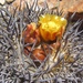 Copiapoa megarhiza - Photo (c) Stefan, some rights reserved (CC BY-NC), uploaded by Stefan