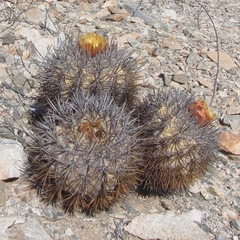 Copiapoa megarhiza