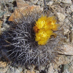 Copiapoa megarhiza
