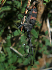 Pycnopsis brachyptera