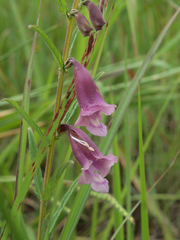 Ceratotheca