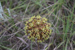 Asclepias macropus