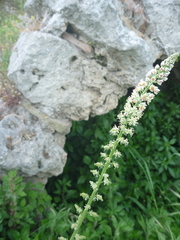 Reseda alba