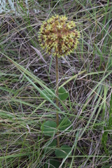 Asclepias macropus