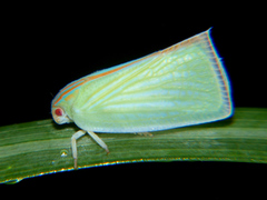 Paranotus