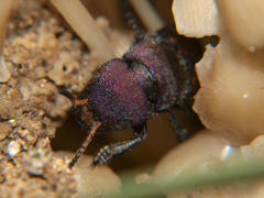 Platydracus procerus