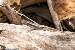 Sceloporus chrysostictus