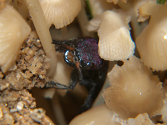 Platydracus procerus