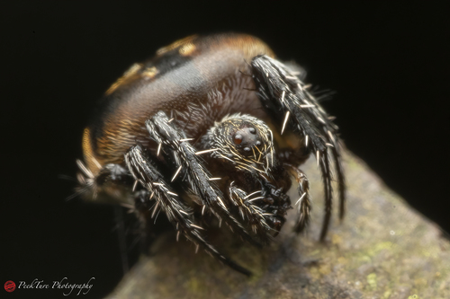 Araneus nox