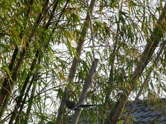 Phaenicophaeus tristis