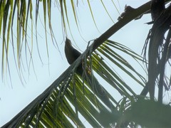 Phaenicophaeus tristis