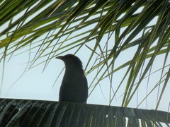 Phaenicophaeus tristis