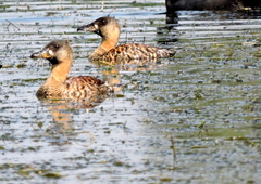 Thalassornis leuconotus