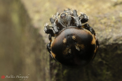 Araneus nox