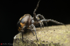 Araneus nox