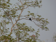 Eudynamys scolopaceus