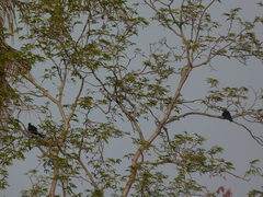 Eudynamys scolopaceus