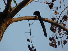 Phaenicophaeus tristis