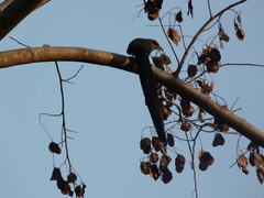 Phaenicophaeus tristis