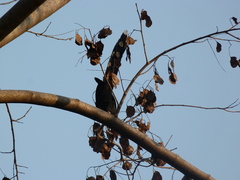 Phaenicophaeus tristis