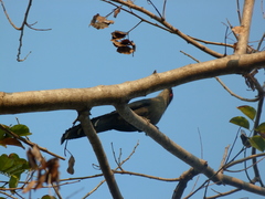 Phaenicophaeus tristis