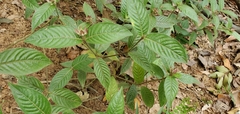 Palicourea iodotricha