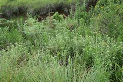Helichrysum umbraculigerum