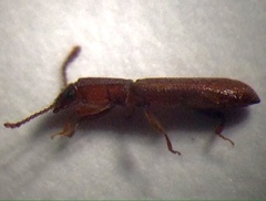 Silvaninae