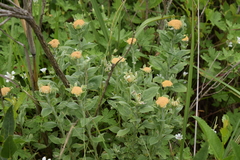 Helichrysum umbraculigerum