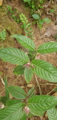 Palicourea iodotricha