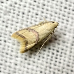 Hapaloteucha paragramma