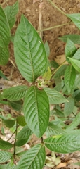 Palicourea iodotricha