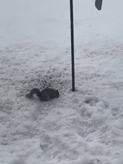 Sciurus carolinensis