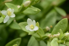 Centaurium japonicum