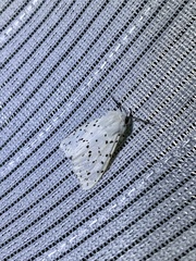 Spilosoma punctaria