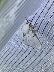 Spilosoma punctaria