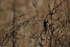 Phoenicurus auroreus