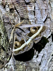 Metopta rectifasciata