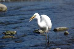 Ardea alba