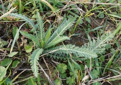 Achillea nobilis