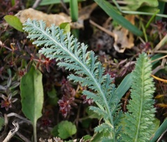 Achillea nobilis