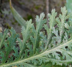 Achillea nobilis