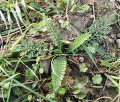 Achillea inundata
