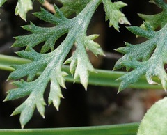 Achillea inundata